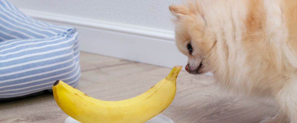 Dogs and outlet bananas